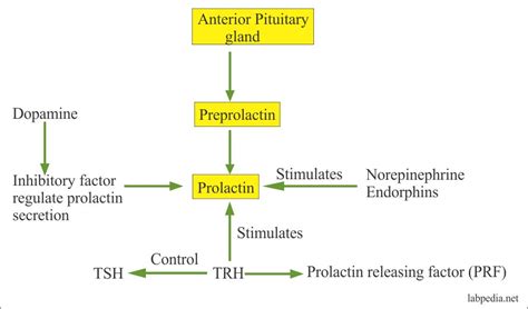 Prolactin (PRL) - Labpedia.net