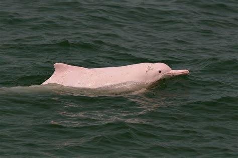 which pink river dolphin can change its diet Amazon river dolphin facts, pictures & information ...