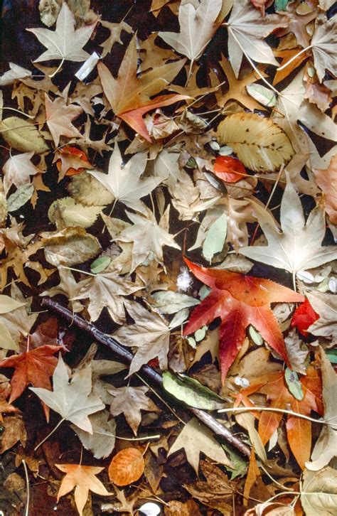 Free Stock Photo of Dried leaves background | Download Free Images and ...