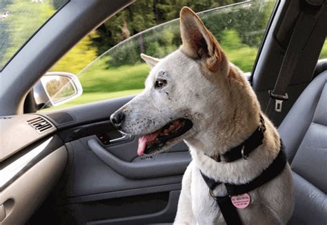 18 Most Essential Dog Car Travel Accessories You Must Have