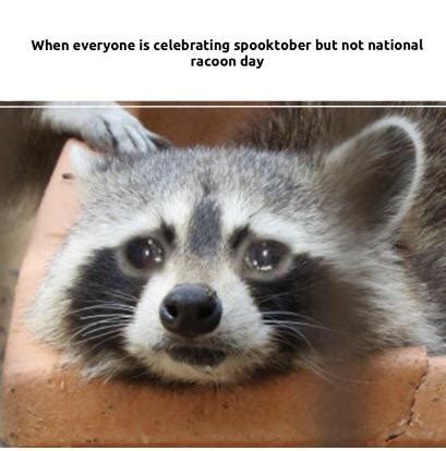 *Sad racoon noises* : memes