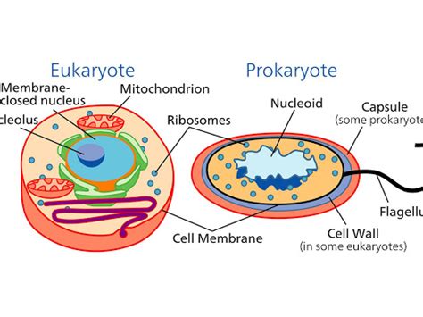 Defination of Eukaryotic vs Prokaryotic| study science