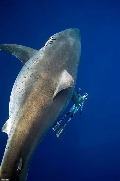 Largest ever great white shark ‘Deep Blue’ spotted in Hawaii - ReadSector