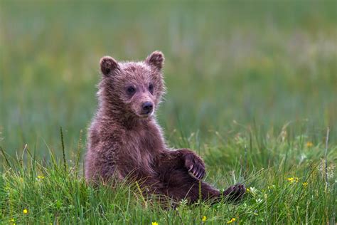 Grizzly Cub Chilling In The Grass Fine Art Photo Print | Photos by ...