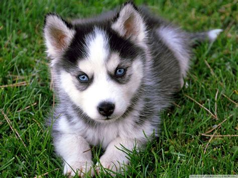 Husky Puppy Wallpapers - Top Free Husky Puppy Backgrounds - WallpaperAccess