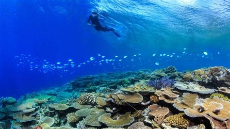 great-barrier-reef-tours-port-douglas - Great Barrier Reef Tours Port Douglas