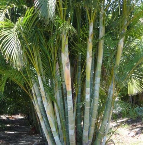 Areca | Dypsis lutescens | Palmco - Wholesale Palms, Florida