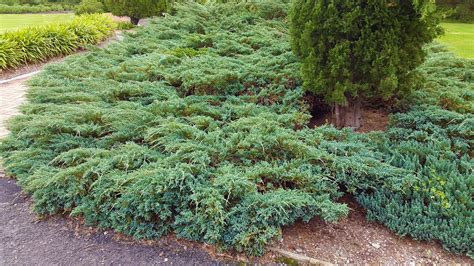 Blue Rug Juniper Shrub (1 Gal) - Unique blue shrub ideal for evergreen – Online Orchards