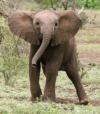 Elephant Pictures