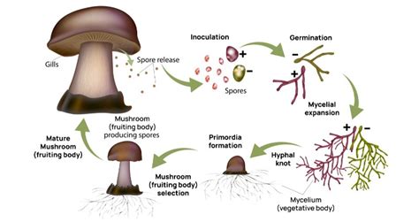 Mushroom Life Cycle: 4 Key Stages and Their Features