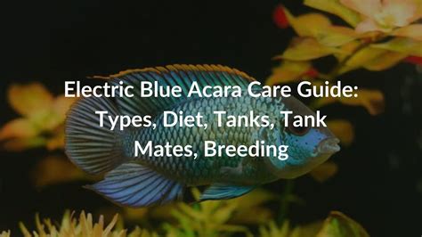 Electric Blue Acara Care Guide: Types, Diet, Tanks, Tank Mates, Breeding