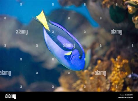 Regal Blue Tang Fish Stock Photo - Alamy