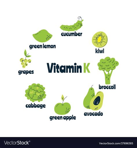 Main food sources vitamin k the concept Royalty Free Vector