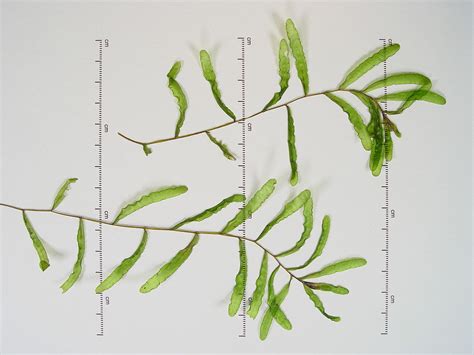 Potamogeton crispus (curly pondweed): Go Botany