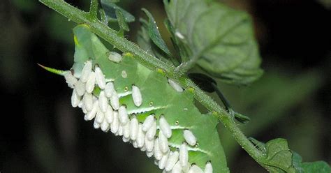 Nature in the Ozarks: Tomato Hornworm Bearing Braconid Wasp Parasites