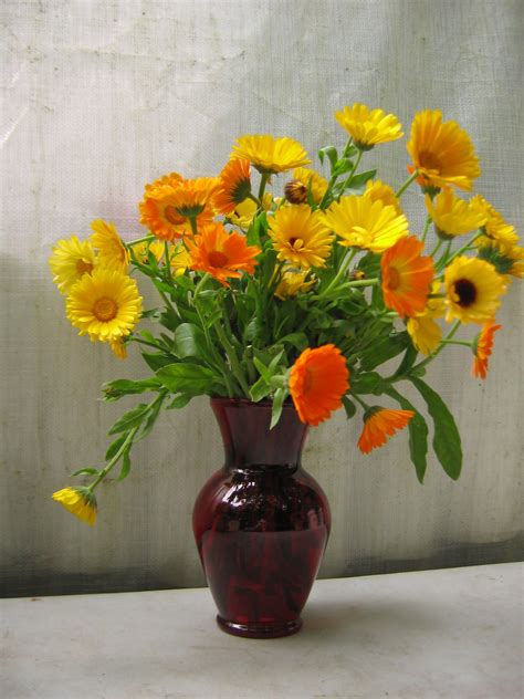 Calendula...wish now I had planted some yellow with the Gold Stars | Bunch of flowers, Flowers ...