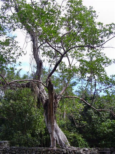 types of ficus trees in florida - Luci Cerda