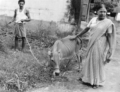 Working For 30 Years, Prof Revives Vechur Cattle Breed From Brink Of Extinction