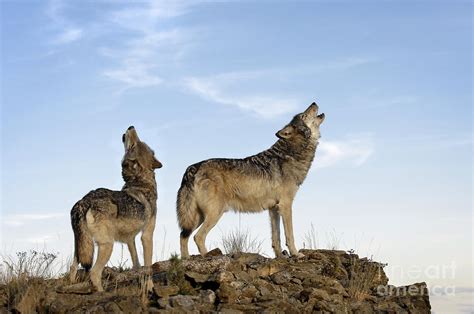 Howling wolves-animals-image Photograph by Wildlife Fine Art - Fine Art ...