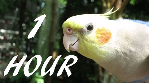 Cockatiel Sound 1 Hour - YouTube