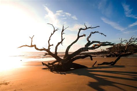 Driftwood Beach in Georgia stock image. Image of island - 134323501