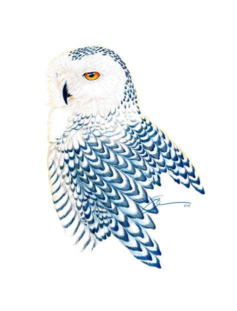 The Snowy Owl | Susan Morrison Gallery