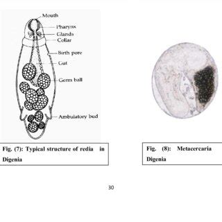 Typical structure of | Download Scientific Diagram