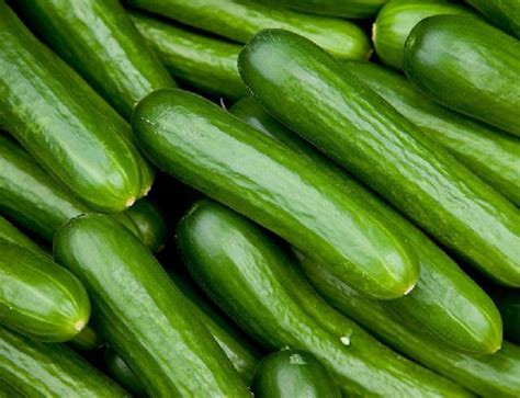 Fresh Cucumber Manufacturer in Thiruvarur Tamil Nadu India by ACN Online Services | ID - 5338618