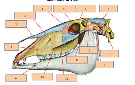 Horse skull lateral view 2 Diagram | Quizlet