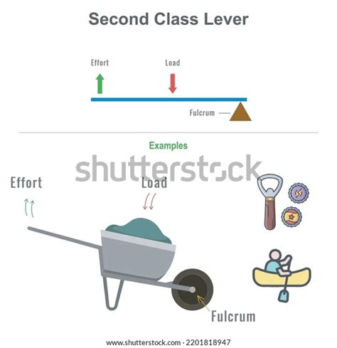 Third Class Lever Examples