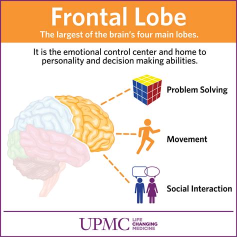 Get To Know Your Brain: The Frontal Lobe | UPMC HealthBeat