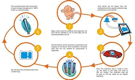 Current Trends in Umbilical Cord Blood Banking | by Babycell | Medium