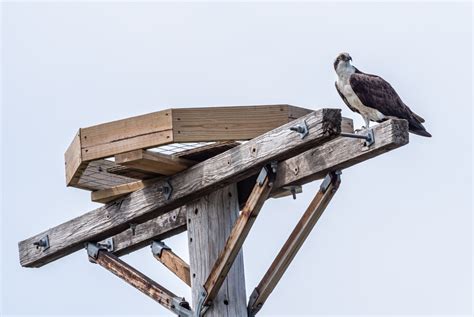 Osprey Nesting