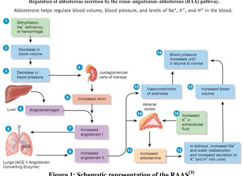 Figure 1 from A CRITICAL REVIEW ON ALDOSTERONE ANTAGONIST EPLERENONE AND SPIRONOLACTONE AS ...