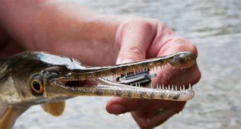 Bowfishing on the Arkansas River | The Wichita Eagle The Wichita Eagle