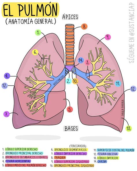 Anatomia De Los Pulmones | My XXX Hot Girl