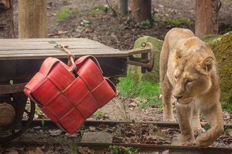 London Zoo’s ‘loved-up’ lions given cinnamon-scented Valentine’s treat ...