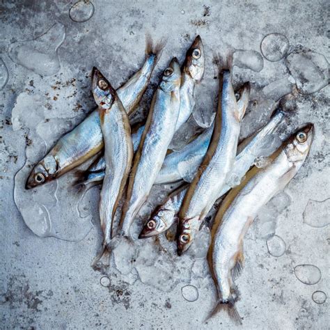 Fresh Catch Shishamo Fish Fully Eggs . Shishamo Fish is Popular Stock Image - Image of japanese ...