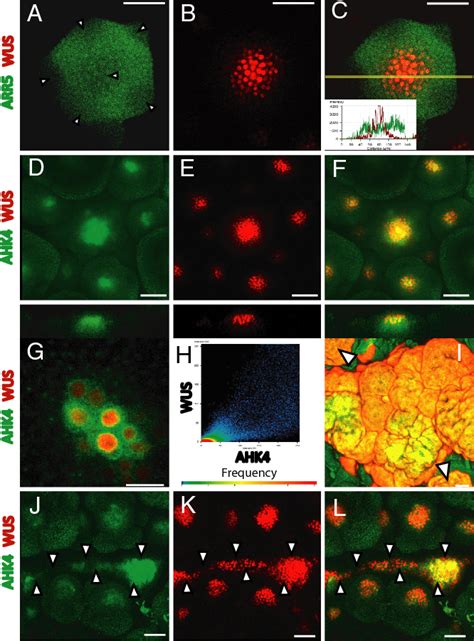 cytokinin-activated signaling pathway | Semantic Scholar