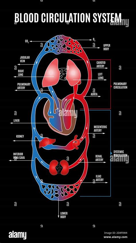 Circulatory System Diagram For Kids