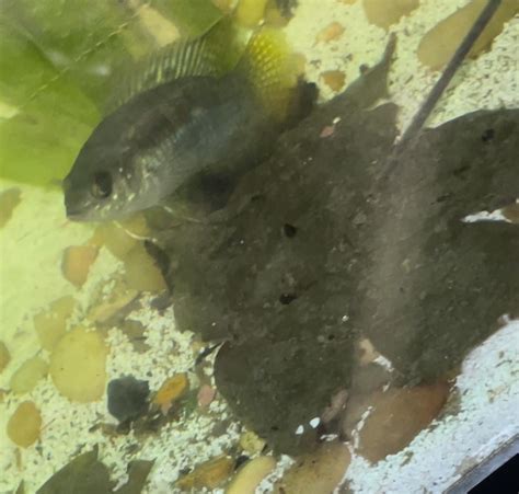 Unidentified Ciclid breeding pair : r/Cichlid