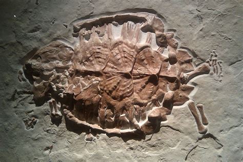 Upper Jurassic turtle fossil, preserved in the lithographic limestone from Solnhofen, Germany ...