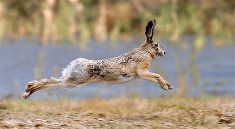 The Habitat Of Wild Rabbits • Tips & Tricks for Pets