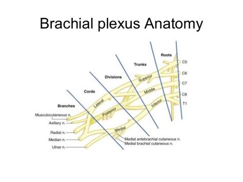 Brachial Plexus Block Anatomy