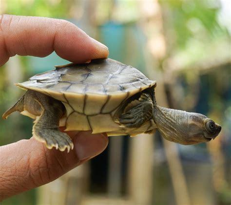 Back from the brink, baby Burmese roofed turtles make their debut