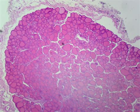 Simple Cuboidal Epithelium, Mammalian; Section by Go Science Crazy - Walmart.com - Walmart.com