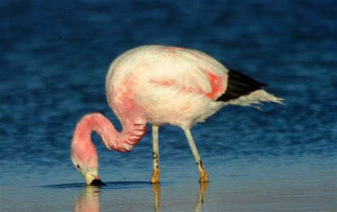 Andean Flamingo (Phoenicoparrus andinus) - Peru Aves