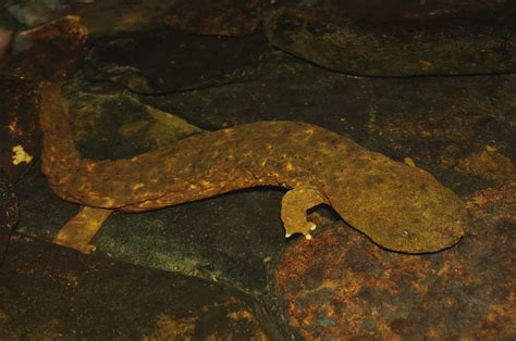 Hellbender Salamander Facts, Size, Habitat, Diet, Pictures