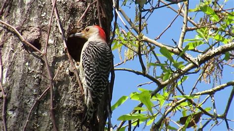 Nesting Habits and basic mating ritual of the Red Bellied Woodpecker - YouTube