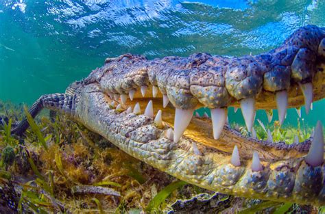 Log in | Underwater photographer, Crocodiles, Crocodile